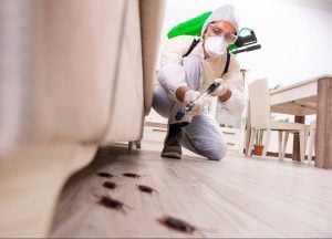Pest-Control-Bed Bug & Termite Treatment