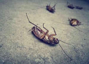 Pest control new orleans for roaches